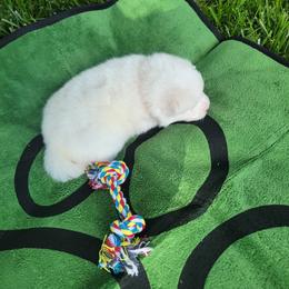 Fred - White and biscuit male American Eskimo Dog puppy in Washington Township, Ohio from Turks Eskis