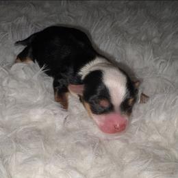 Parti boy - Parti male Yorkshire Terrier puppy in Gainesville, Georgia from Country Dog Kennels.