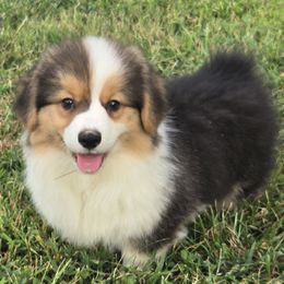 Mr handsome - Black and tan male Pembroke Welsh Corgi puppy in Harrisburg, Illinois from Parish Corgis