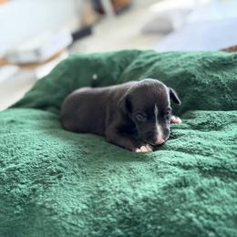 Panther - Black male Whippet puppy in Fort Myers, Florida from Rainbow Whippets
