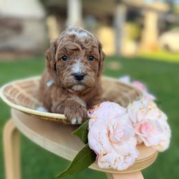 Honey - Red  male Goldendoodle puppy in Battleground, Washington from Doodles Delight PNW