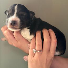 Mermaid - Black tri-color female Australian Shepherd puppy in Weeki Wachee, Florida from Ace of Spades Australian Shepherds