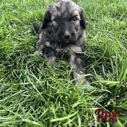 Rex - Phantom male Bernedoodle puppy in Bennett, Colorado from Darling Paws Bernedoodles, LLC