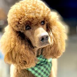 Ridge - Poodle