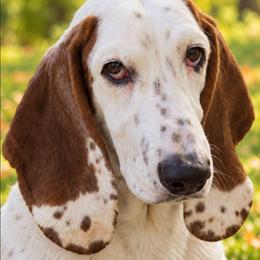 Dippy - Basset Hound