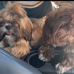 Shih Tzu Puppies from Majestic M Shihtzu’s
