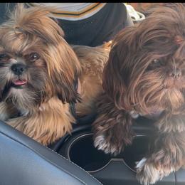 Shih Tzu Puppies from Majestic M Shihtzu’s