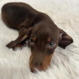 Boy 1 - Chocolate and tan male Dachshund puppy in Price, Utah from Stone Kennels