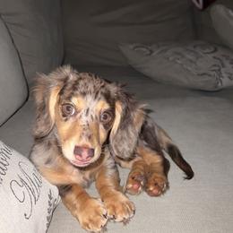 Dachshund Puppies from Lee’s Legendary Lines