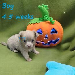 Silver Male Long Coat - Silver male Chihuahua puppy in Medina, Ohio from T Tiny Treasures