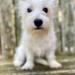 Citrine (Yellow) - White female West Highland White Terrier puppy in Jefferson, North Carolina from McGuire’s High Country Terriers