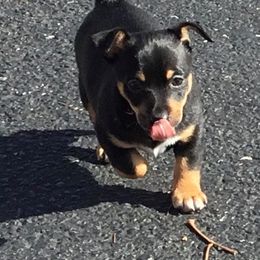 Teddy Roosevelt Terrier Puppies from Mud-E Acres Kennel