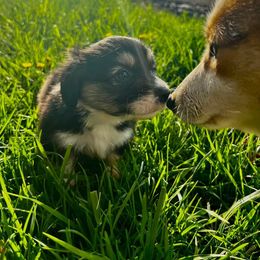 Pembroke Welsh Corgi Puppies from The King’s Corgis