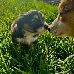 Pembroke Welsh Corgi Puppies from The King’s Corgis