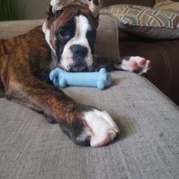 Boxer Puppies from SmashBox Kennel