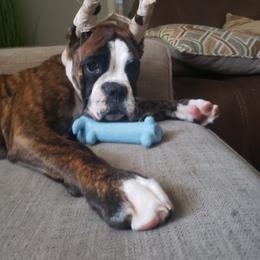Boxer Puppies from SmashBox Kennel