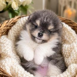 Blu tri boy - Blue and tan male Pomeranian puppy in Fayetteville, North Carolina from Tar-heel Poms