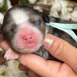 Green - Merle male Bernedoodle puppy in Yuciapa, California from AlltheDoodlez_