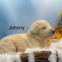 Johnny - Cream male Poodle puppy in Greenville, North Carolina from Grace Poodles