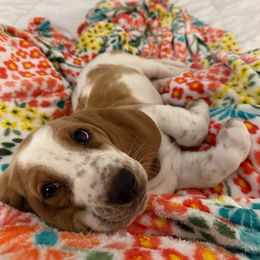 Basset Hound Puppies from Blessed Bassets
