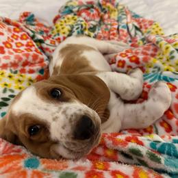 Basset Hound Puppies from Blessed Bassets