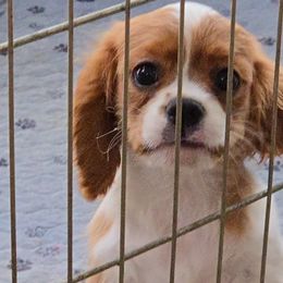 Cavalier King Charles Spaniel puppies from Cavaliers by Patricia Green