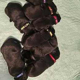 Labrador Retriever Puppies from Iron Sights Retrievers