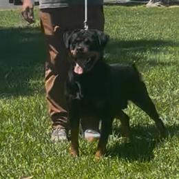 Niki - Rottweiler