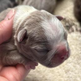 Lilac Female - Lilac female Boston Terrier puppy in Mc Donough, Georgia from Ballard Boston Terriers