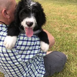 Bernedoodle and Goldendoodle Puppies from Heartfelt GoldenDoodles