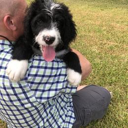 Bernedoodle and Goldendoodle Puppies from Heartfelt GoldenDoodles