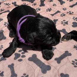 AKC VP Purple - Black female Miniature Schnauzer puppy in Benson, North Carolina from A Bundle of Love