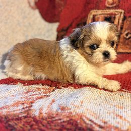 Shih Tzu puppies from Puppy Pals