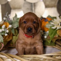 Kenai - Yellow male Labrador Retriever puppy in Twin Falls, Idaho from Whispering White Pines Labradors