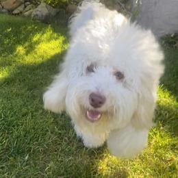 Murphy - Goldendoodle
