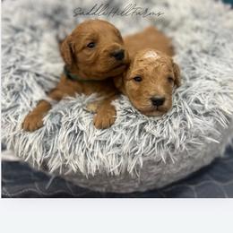 Barney - Apricot male Goldendoodle puppy in Rienzi, Mississippi from Saddle Hill Farms