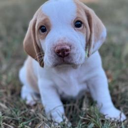 AKC Loki - Lemon and white male Beagle puppy in Rogersville, Missouri from Hales Little Beagle Haven