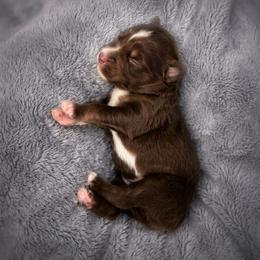 Luna - Red merle female Miniature Australian Shepherd puppy in White Oak, Texas from Triple Lake Ranch Miniature Australian Shepherds