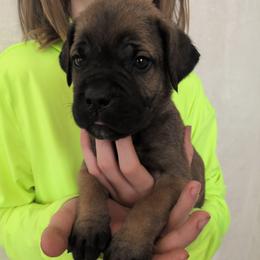 Black collar: Bramble - Chestnut brindle male Cane Corso puppy in Franktown, Colorado from Earth and Ship Cane Corso