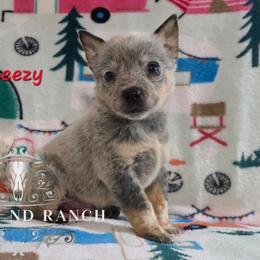 Sneezy - Blue male Australian Cattle Dog puppy in Silsbee, Texas from Rockin ND Ranch