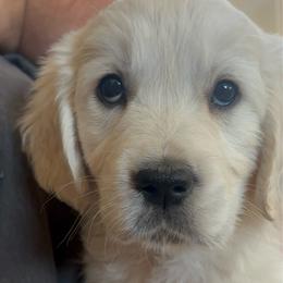 Mint green (3700) - Light golden female Golden Retriever puppy in Pahrump, Nevada from Southern Nevada Goldens
