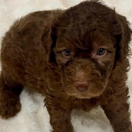 JAZEL - Chocolate female Goldendoodle puppy in Maricopa, Arizona from AZ Designer Goldendoodles