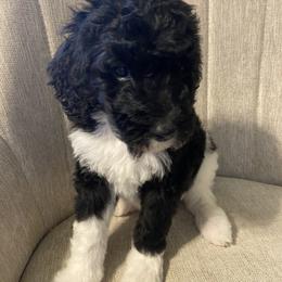 Poodle Puppies from Simplicity Poodles