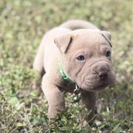 Squid - Isabella dilute male Chinese Shar-Pei puppy in Lehigh Acres, Florida from Florida Wrinkles