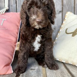 Betty - Chocolate female Goldendoodle puppy in Caddo Mills, Texas from Fire Wife Doodles