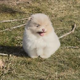 Olaf - Lavender male Pomeranian puppy in Wagoner, Oklahoma from Cascade Pomeranians