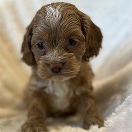 CKC Blue Male - Red and white male Cockapoo puppy in Advance, North Carolina from Rome & Reign Farm