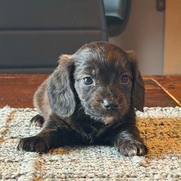 Pixie - Brindle female Dachshund puppy in Hudson, Michigan from Mittentail Kennel Miniature Dachshunds & Australian Shepherds