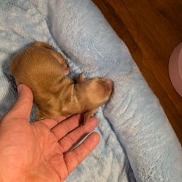 Cream - Cream female Dachshund puppy in Marshall, Texas from Wilson's Kennels