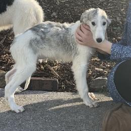 Erwin - Silver brindle male Borzoi puppy in Clinton, Tennessee from Ivanhoe Borzoi
